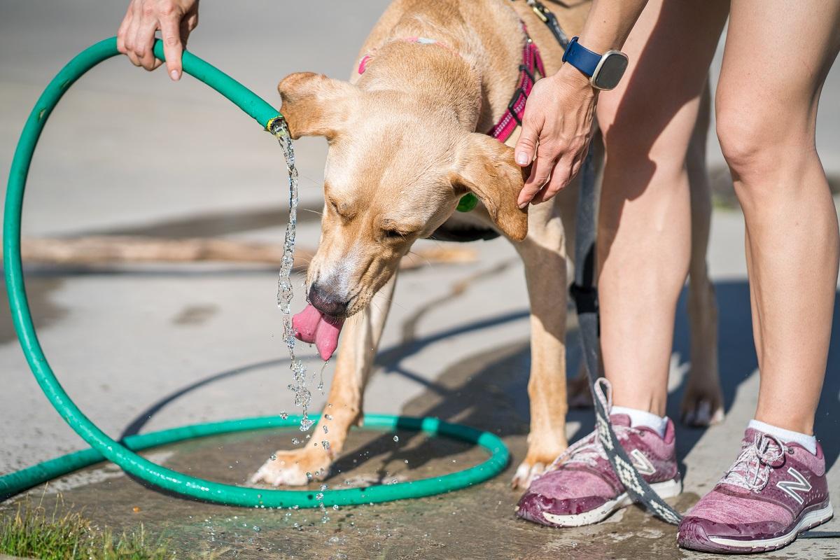 Tempo seco também afeta a saúde dos cães e gatos veja como ajudar os