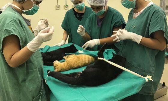 Cirurgia ema animal
