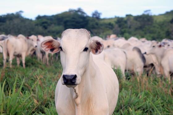 vaca