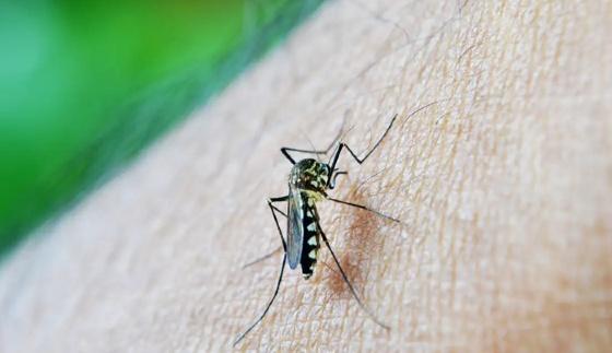 dengue