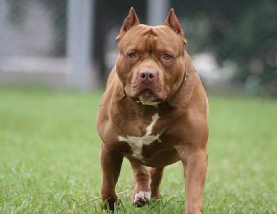 pitbbul