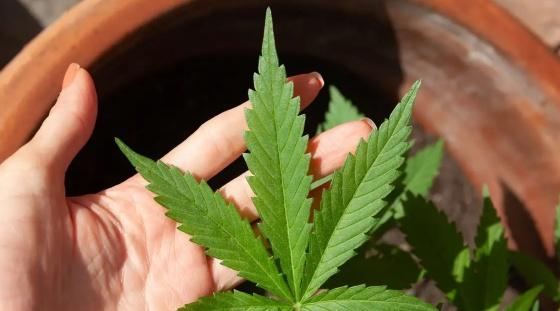 maconha