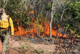 Programa de Pós-Graduação em Ciências Ambientais da UNIC desenvolve estudos sobre queima prescrita e sua importância na conservação ambiental