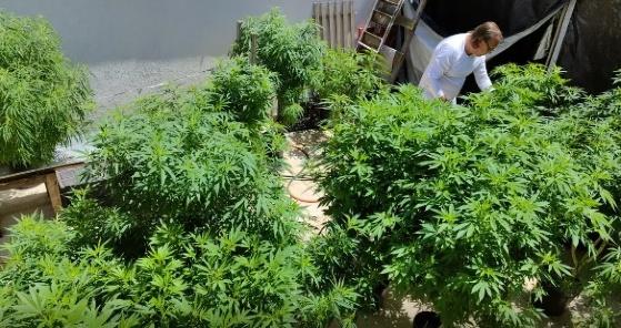 maconha