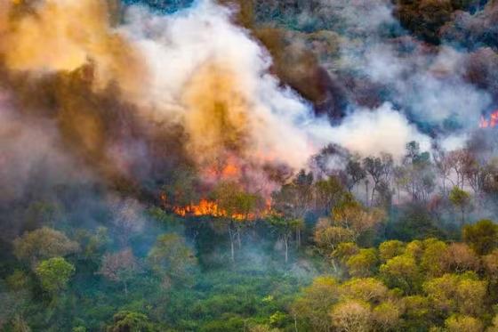 Pantanal tem cicatrizes do fogo por boa parte do território, entre 500 e 10 mil hectares