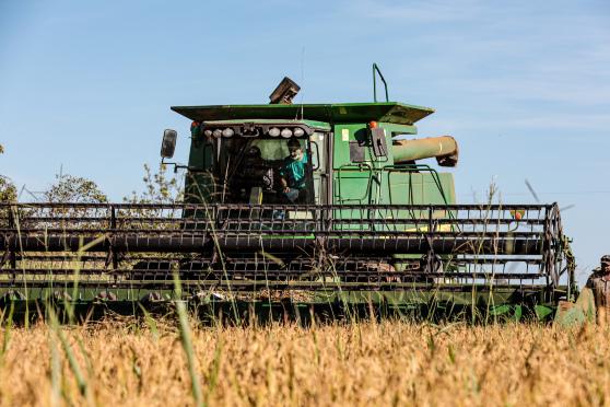 Na safra 2023/24, o estado produziu 337,6 mil toneladas de arroz