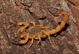 Casal é surpreendido pelo escorpião mais perigoso do Brasil em rolo de papel higiênico