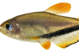 Nova espécie de peixe raro é identificada em rio do Estado; conheça